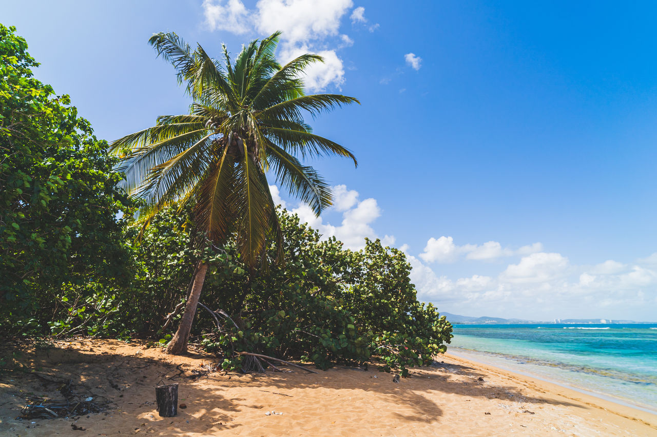 PALM TREES ON BEACH AGAINST BLUE SKY