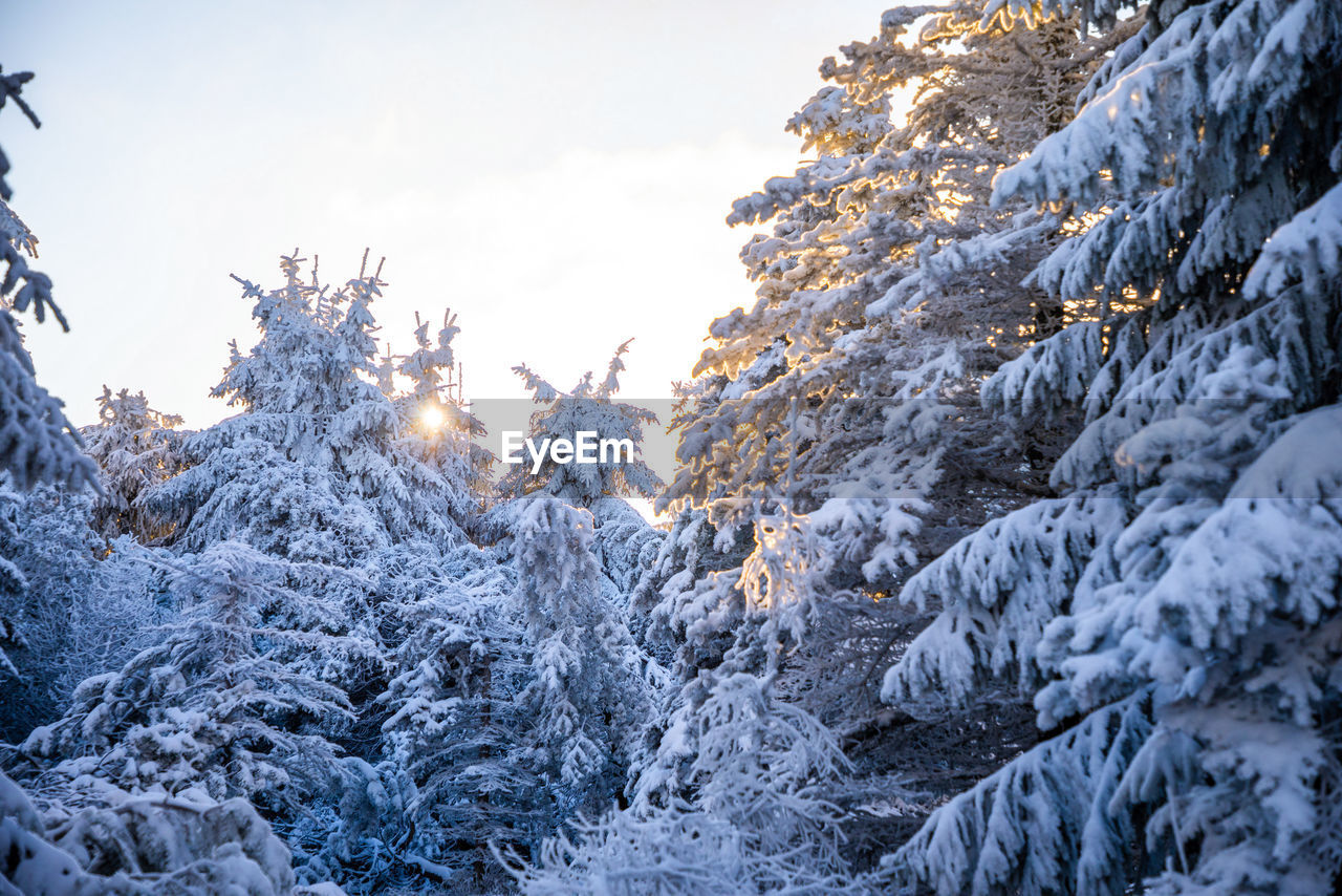 SNOW COVERED PINE TREE IN FOREST