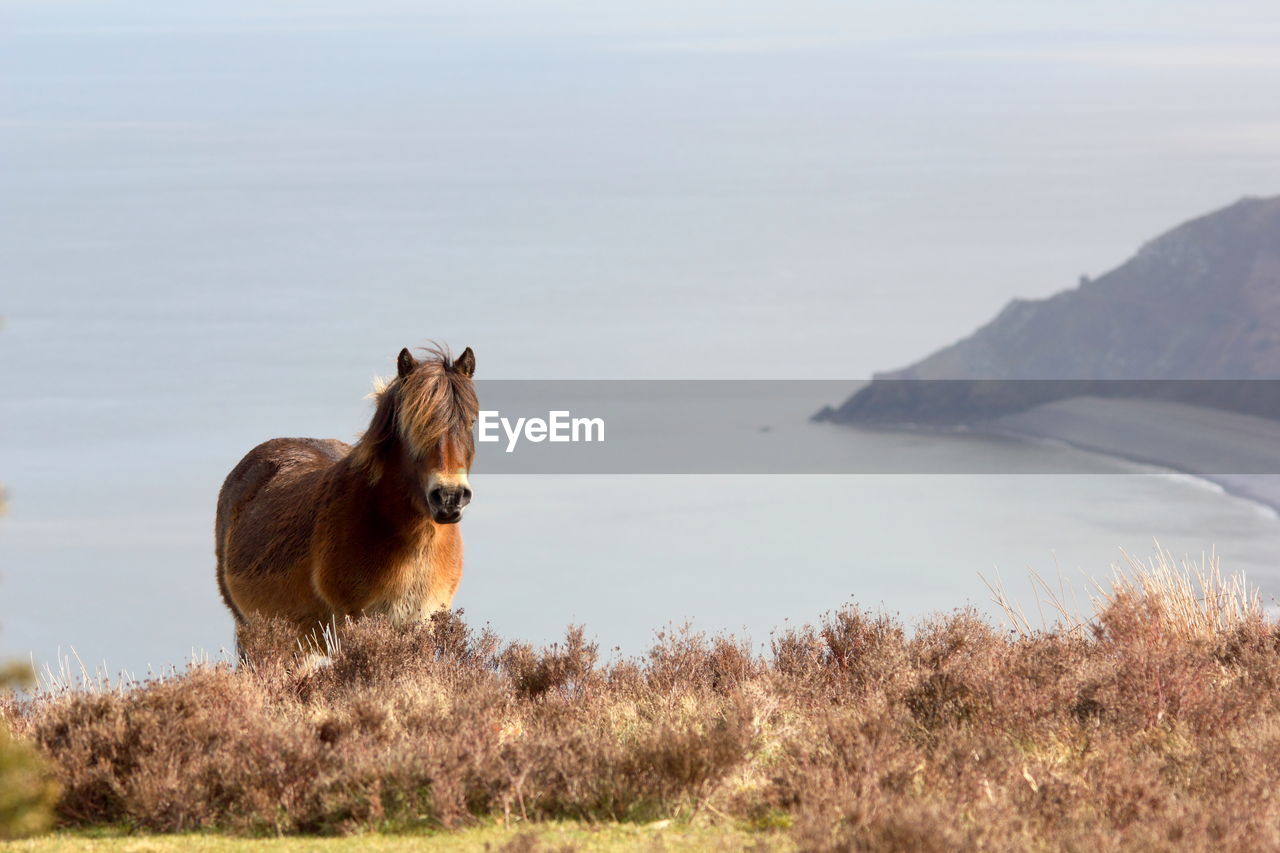 Exmoor pony, porlock hill. hurlstone point in the background, sommerset.