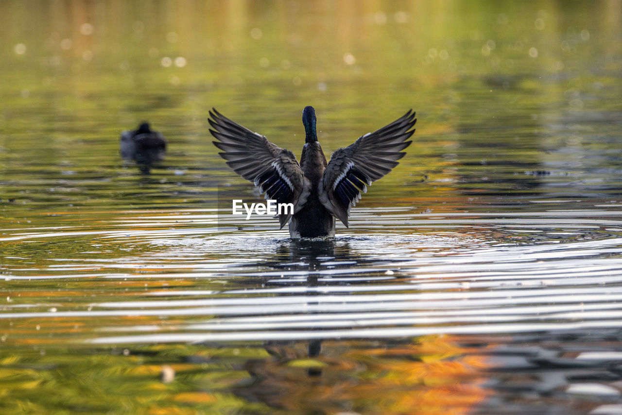 BIRDS FLYING OVER LAKE