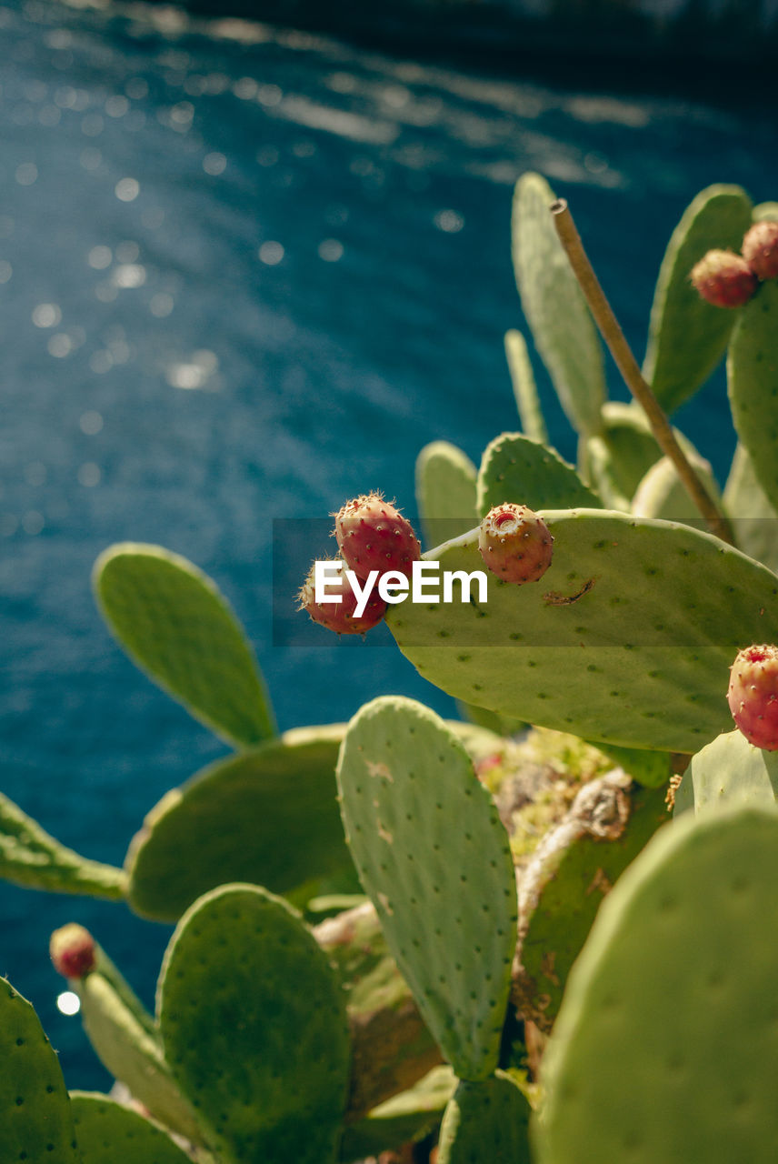 Close-up of succulent plant with fruits against the mediterranean sea