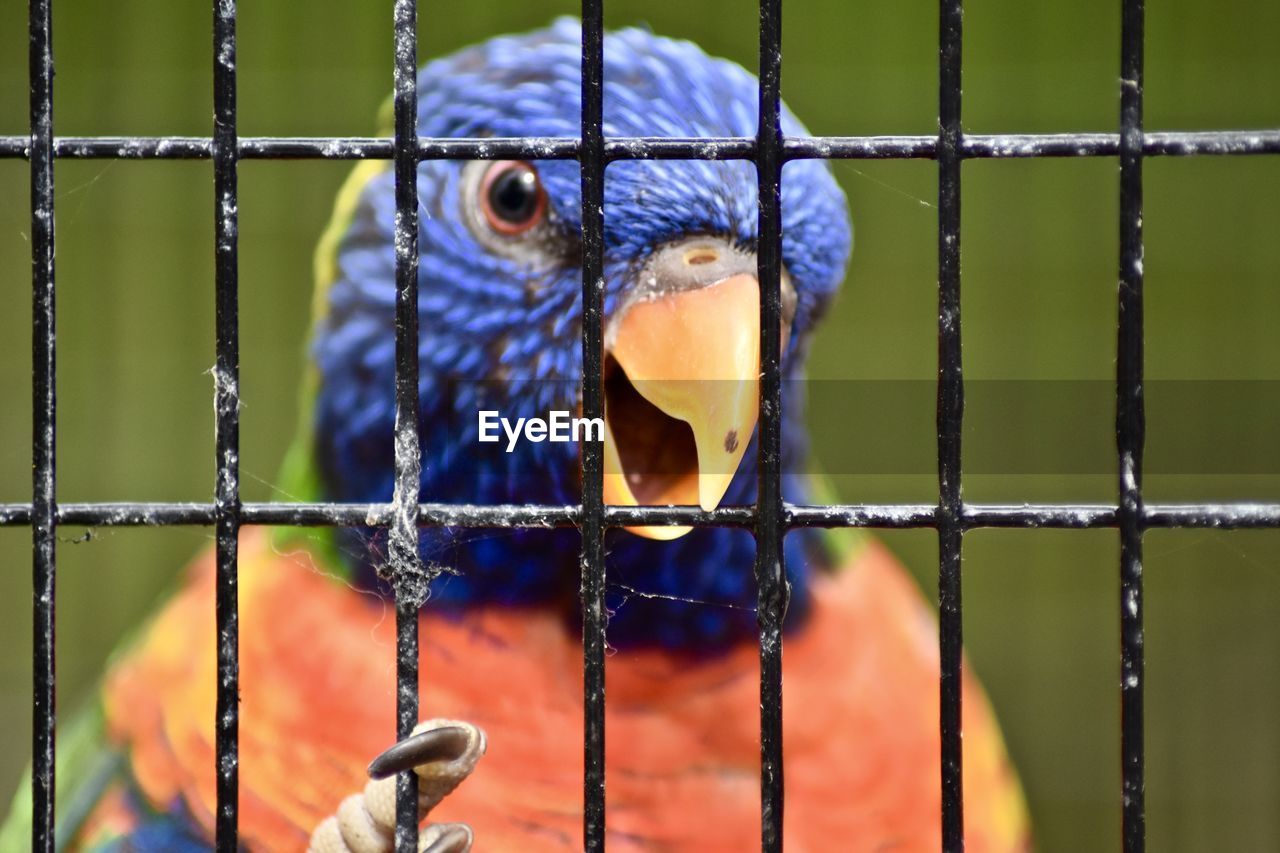 Close-up of parrot in cage