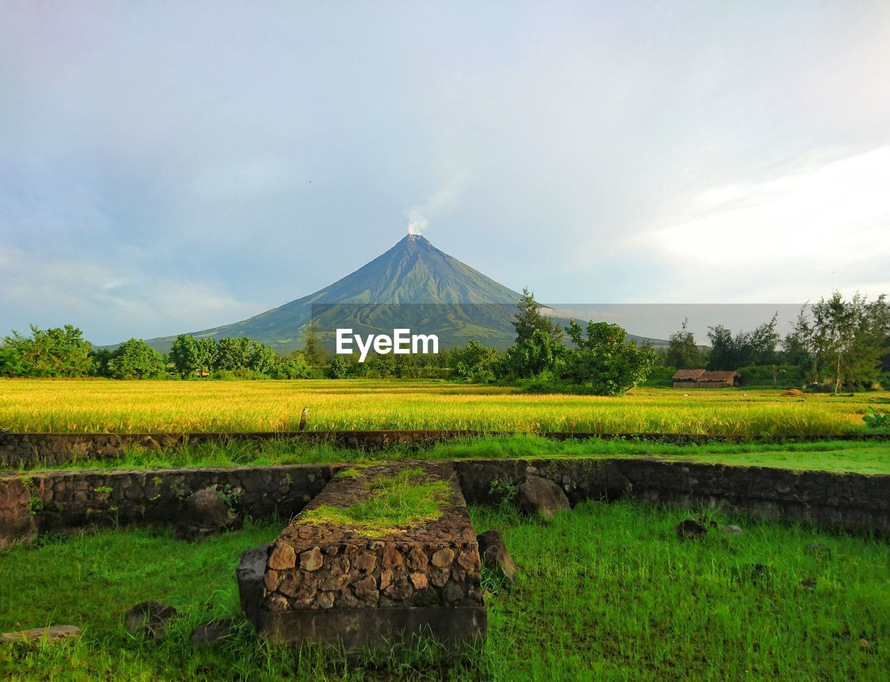 Scenic view of green landscape by mt mayon against sky