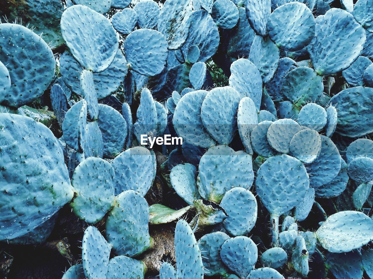 Full frame shot of succulent plants