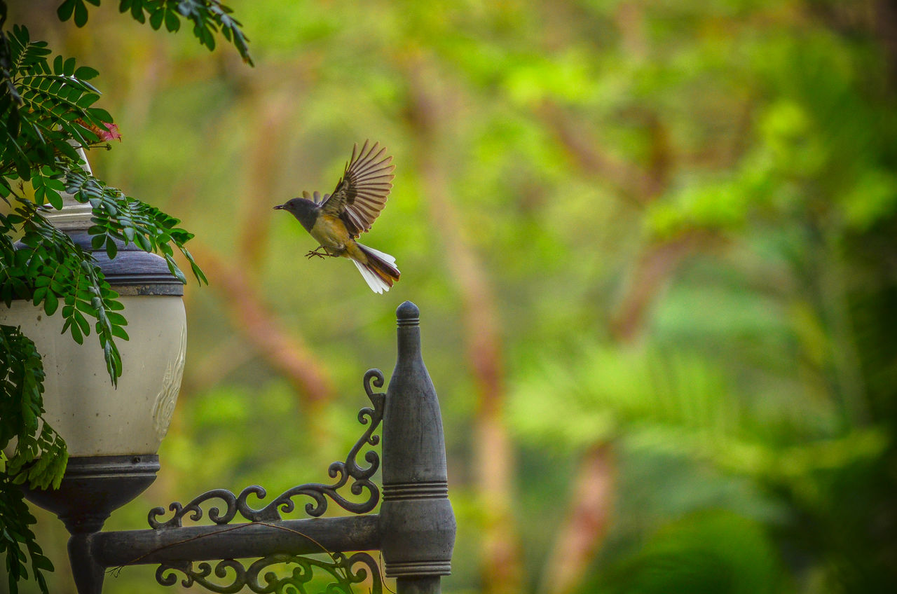Bird flying near a building ID 92780093