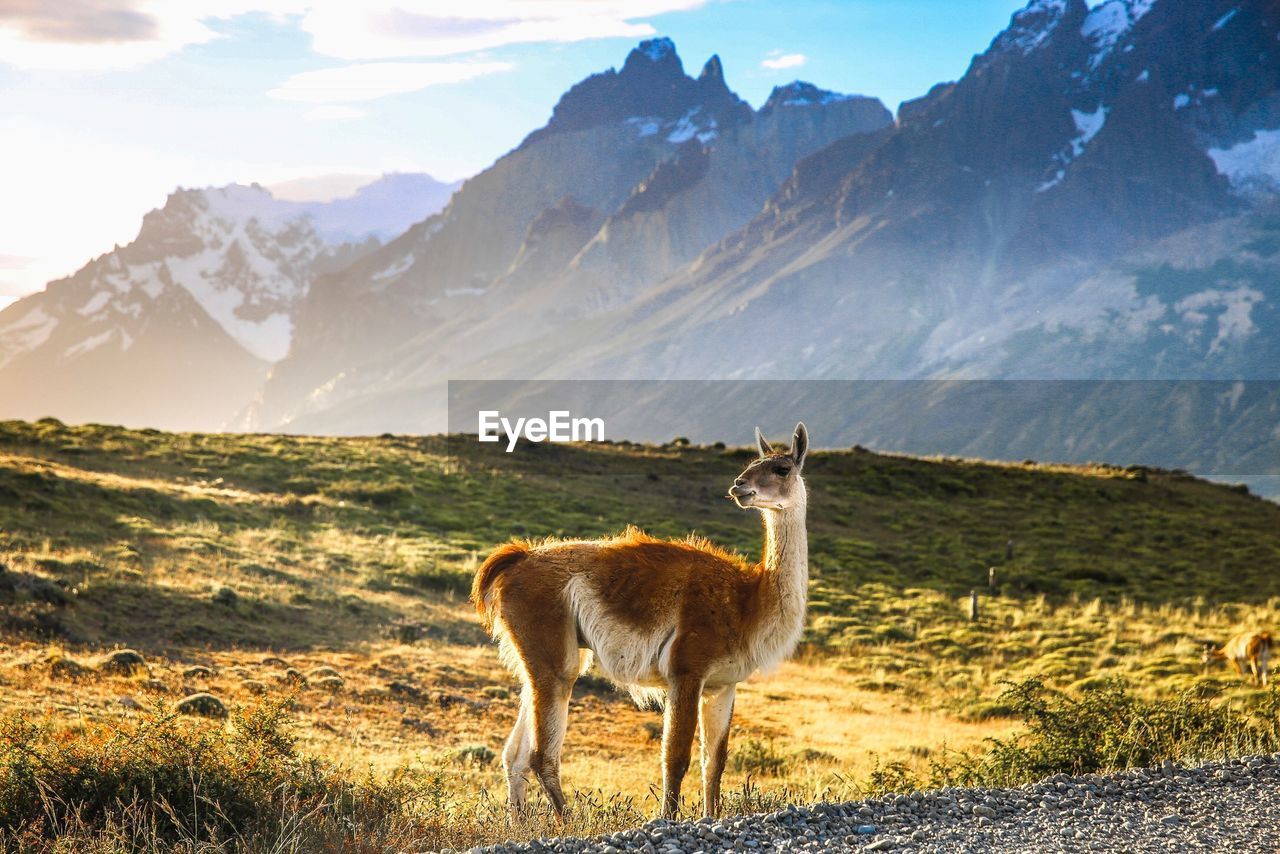 Guanaco standing on field against mountain