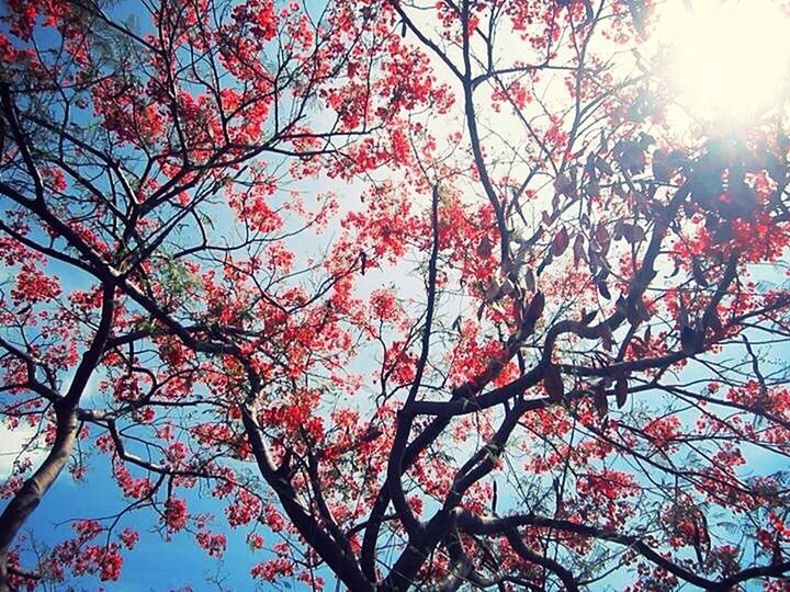 LOW ANGLE VIEW OF TREES AGAINST SKY