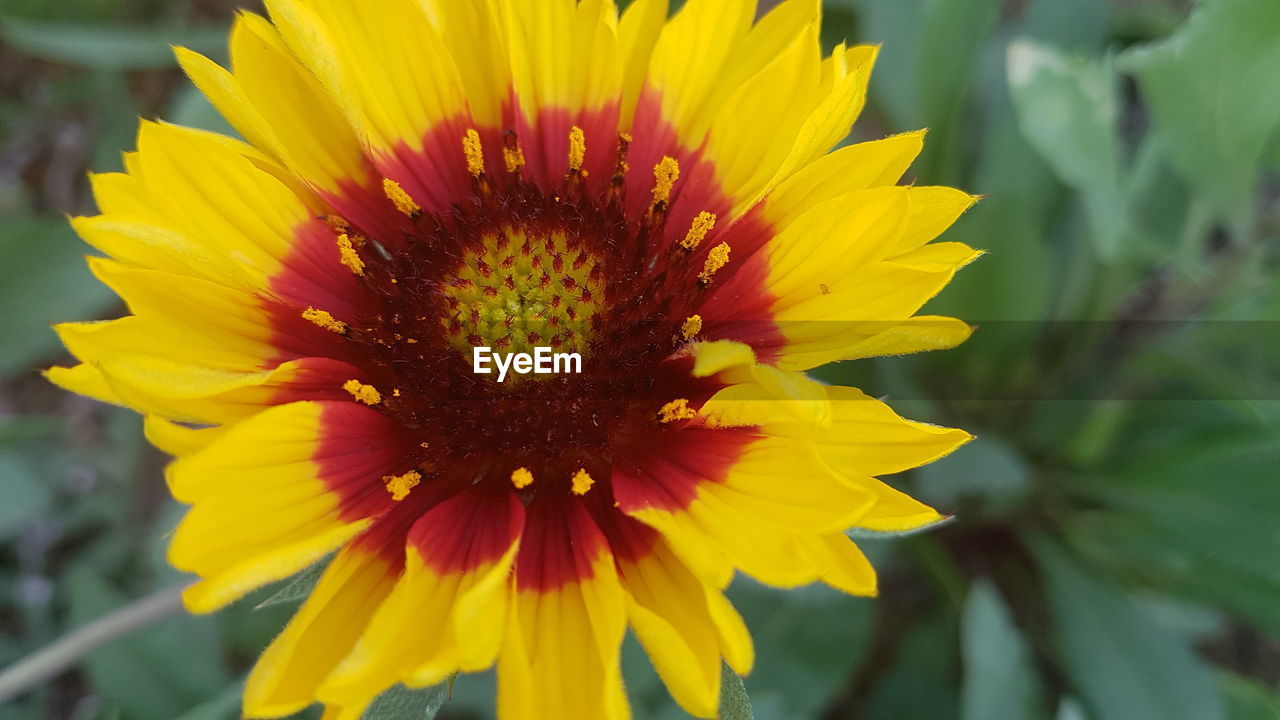 Close-up of sunflower