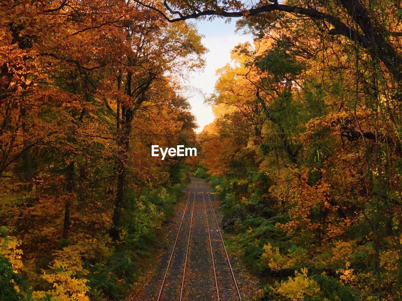 High angle view of railroad tracks amidst autumn trees in forest