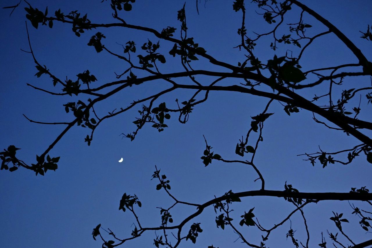 LOW ANGLE VIEW OF TREES AGAINST CLEAR BLUE SKY