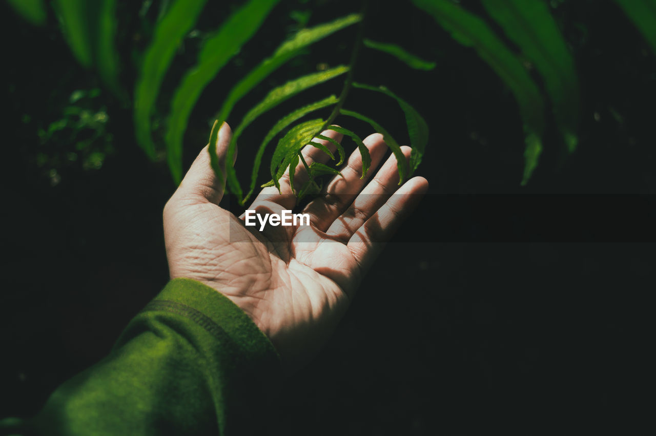 Cropped image of hand touching leaves