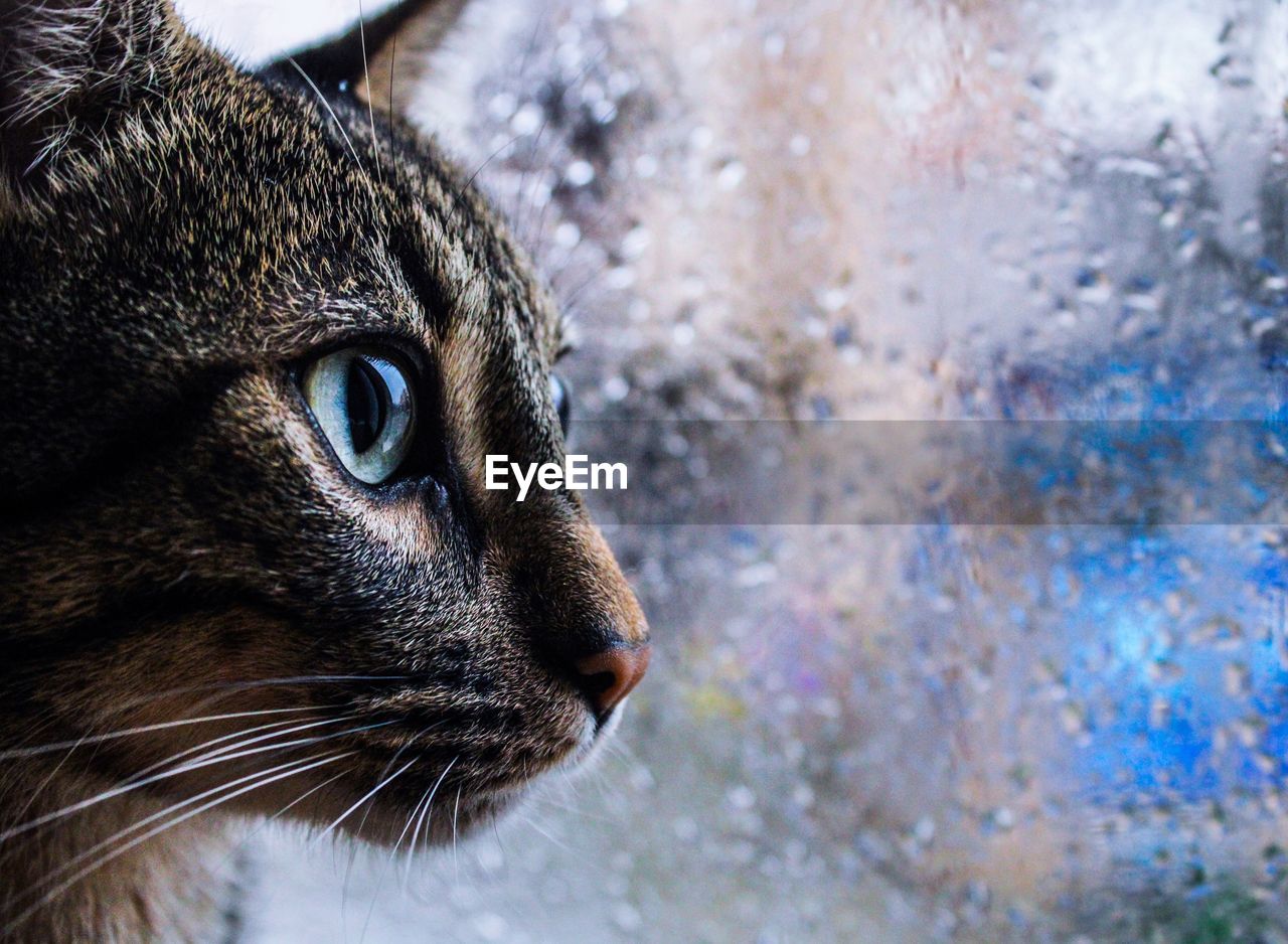 Cat in the window