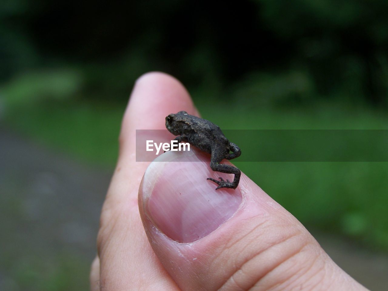 Close-up of frog on person hand