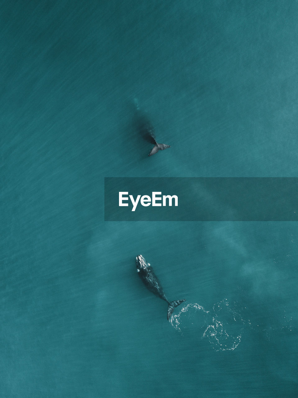 High angle view of southern right whales swimming in sea