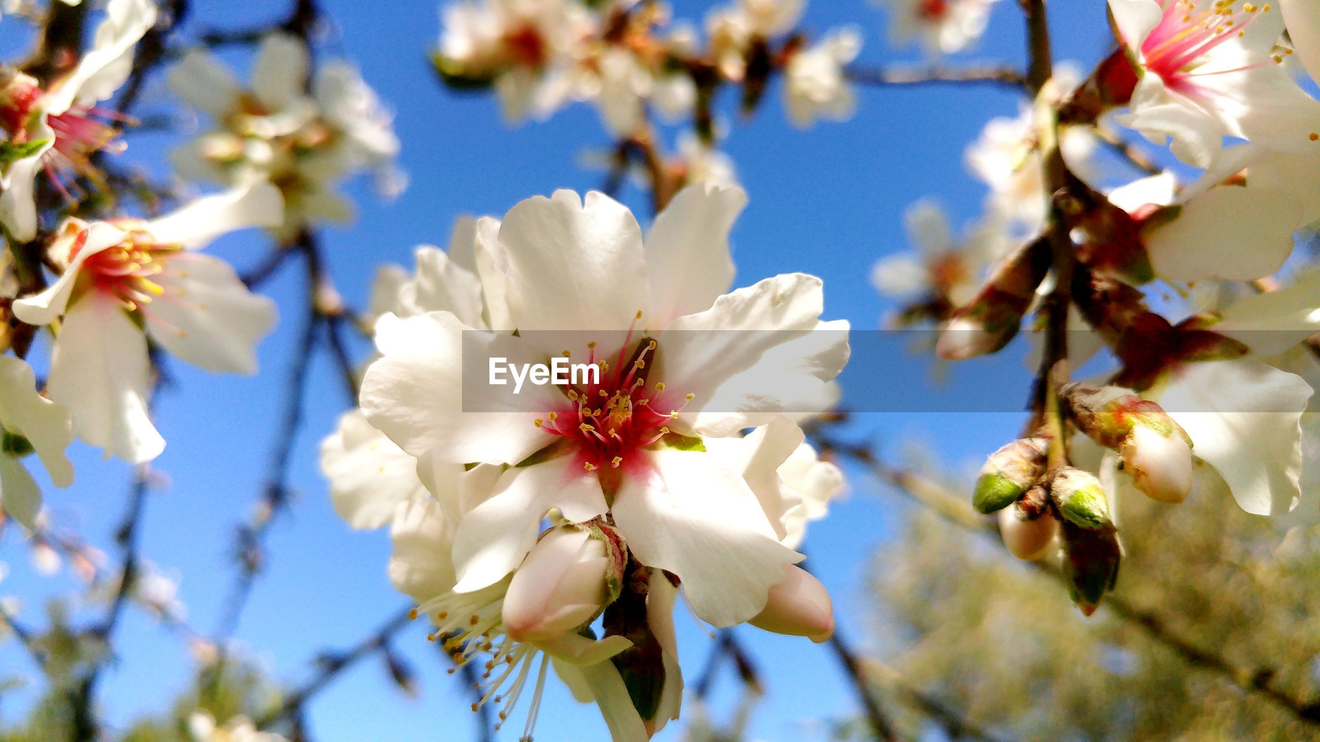 Flowers Pink White Lovely 3 Elmond Tree Eyeem