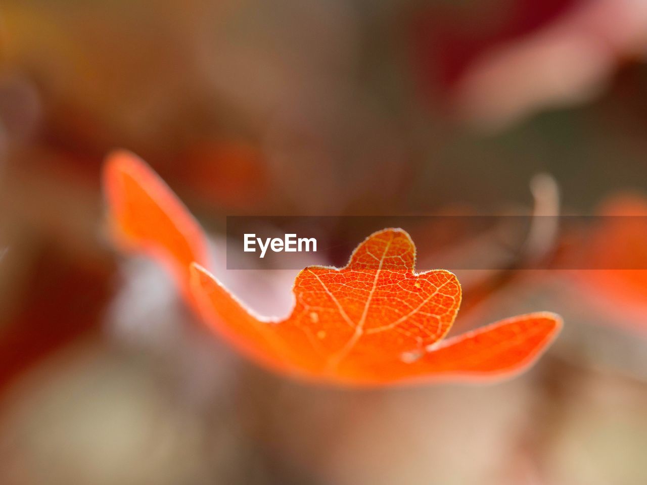 Closeup of orange leaf on plant ID 148687317