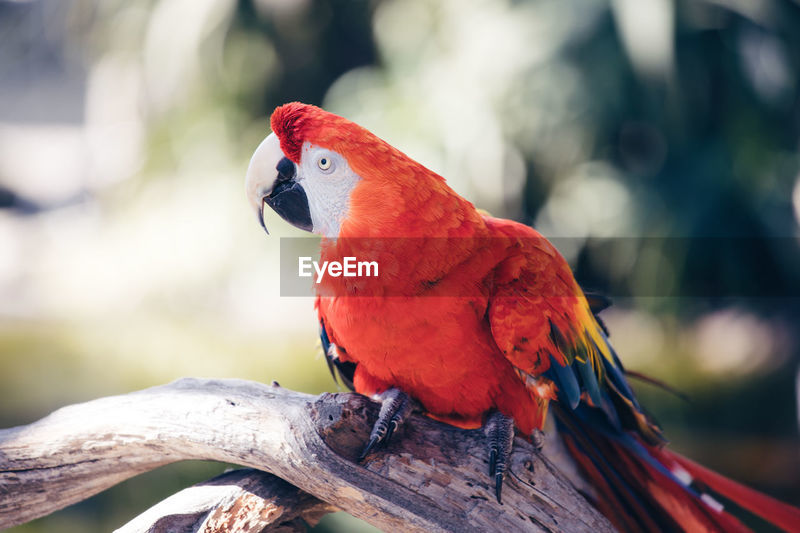 Amazon Rainforest Exotic Parrot Scarlet Id