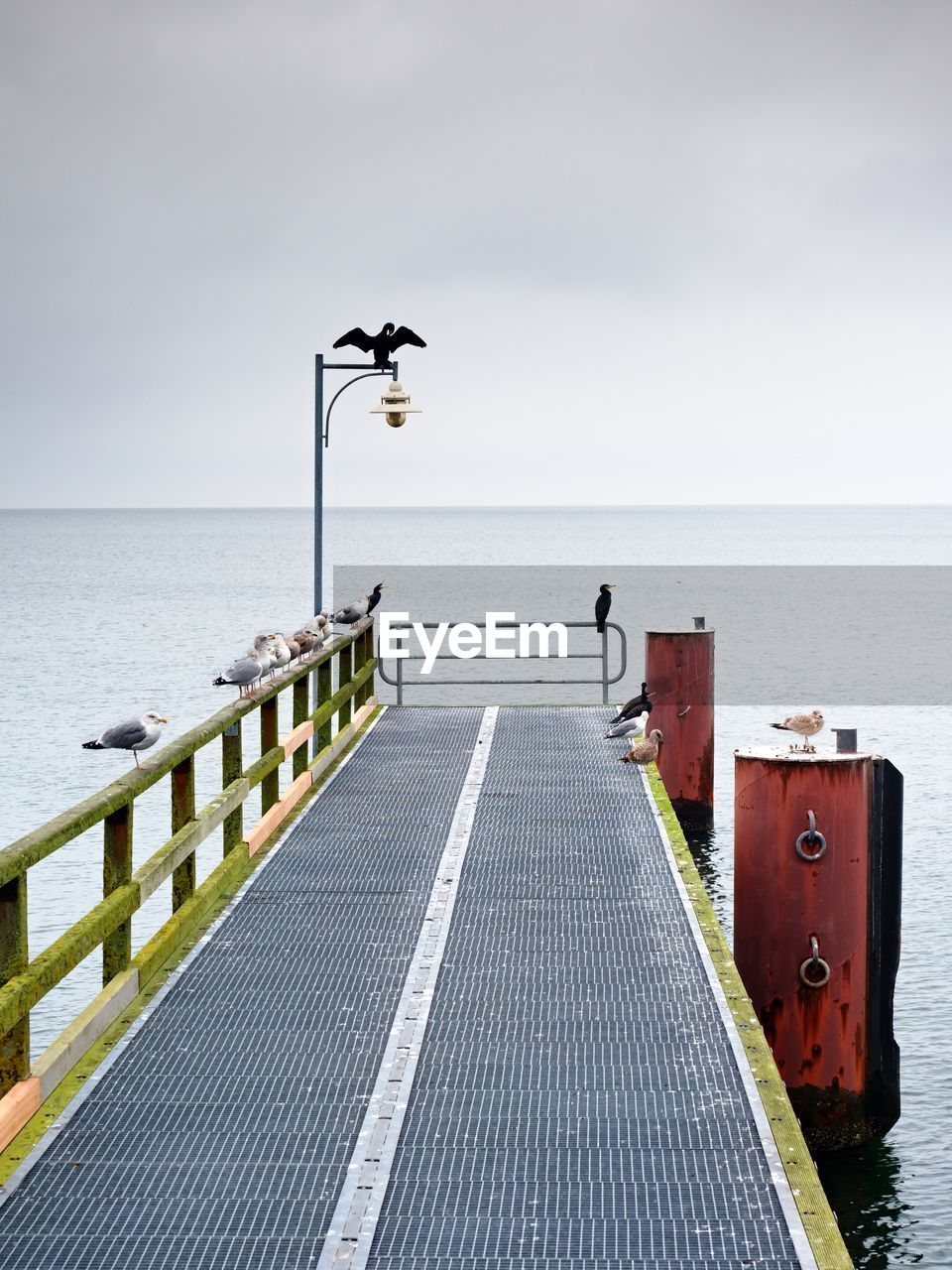 Empty pier in harbor. steel grate board. black cormorant sit on lamp. autumn mist on pier above sea.