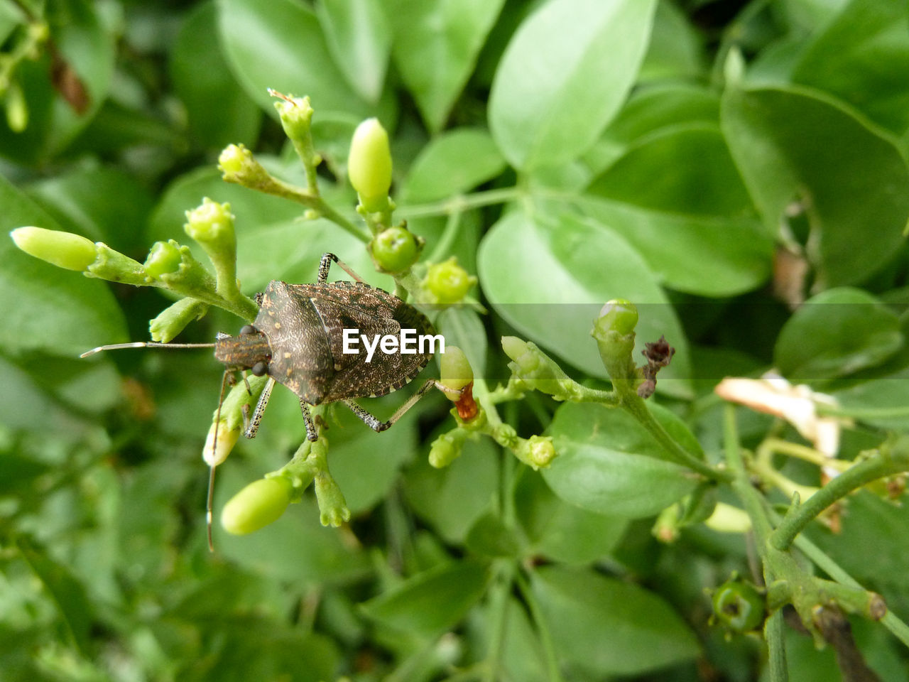 Close-up of insect on plant