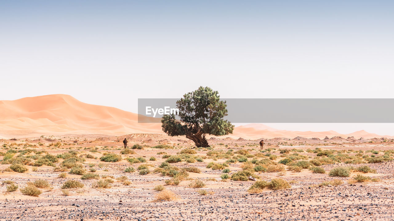 Trees on desert against clear sky in the desert with animals. minimal landscape