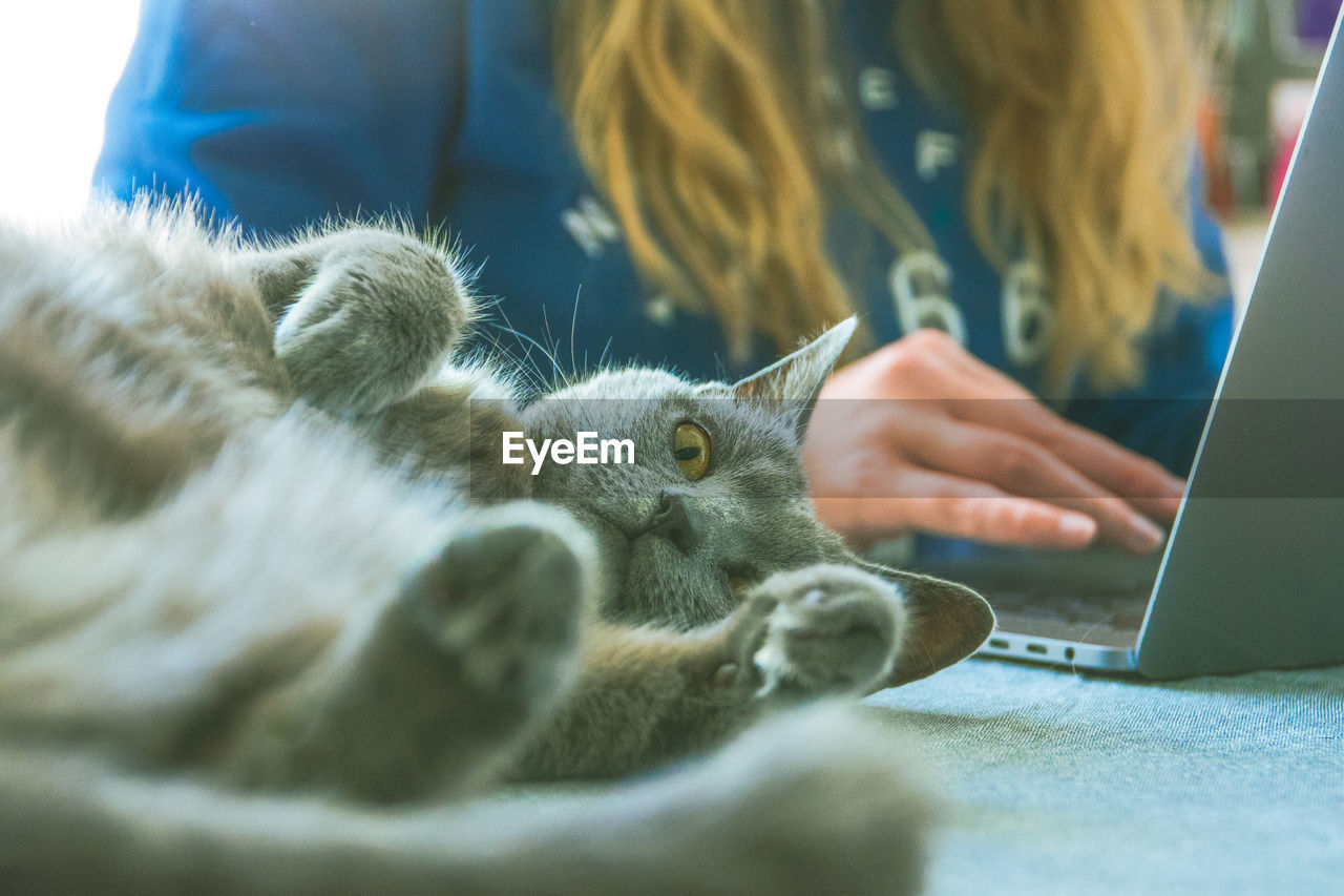Portrait of cat lying by woman working on laptop