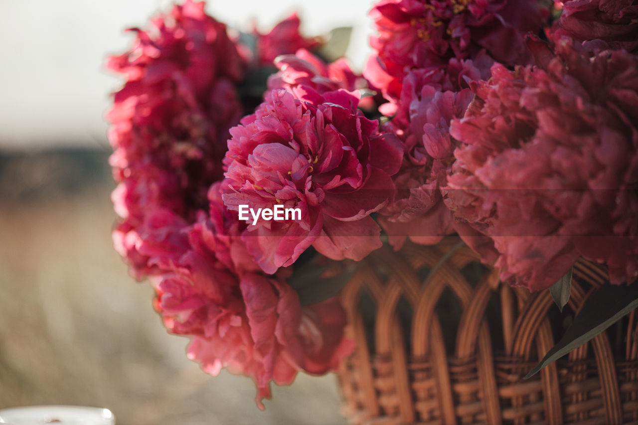 Close-up of pink flowering plant