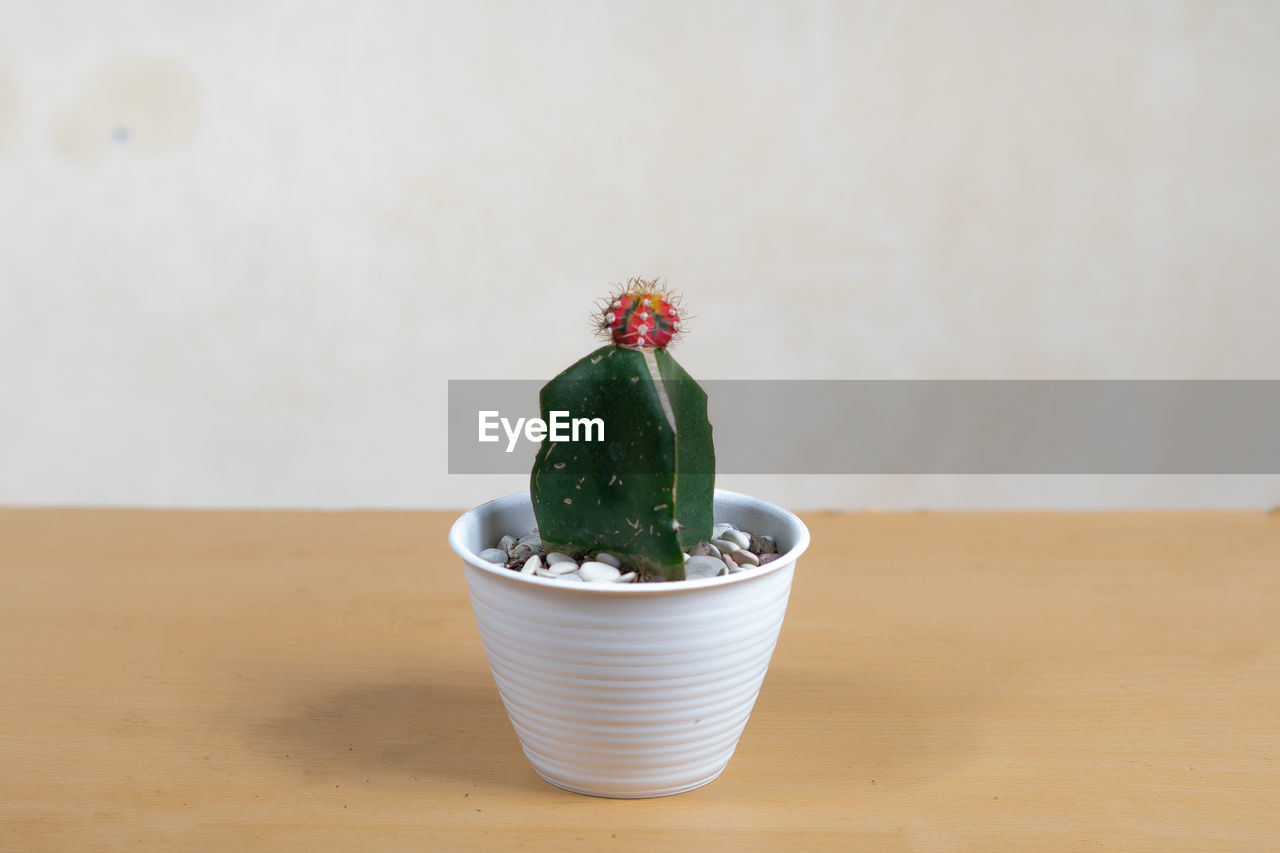 CLOSE-UP OF POTTED PLANTS ON TABLE