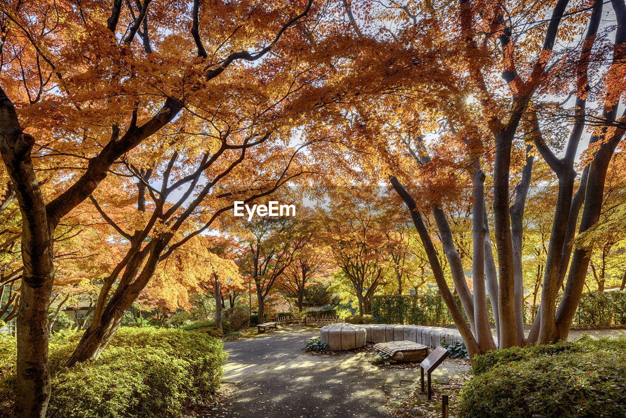 Trees in forest | ID: 115975545