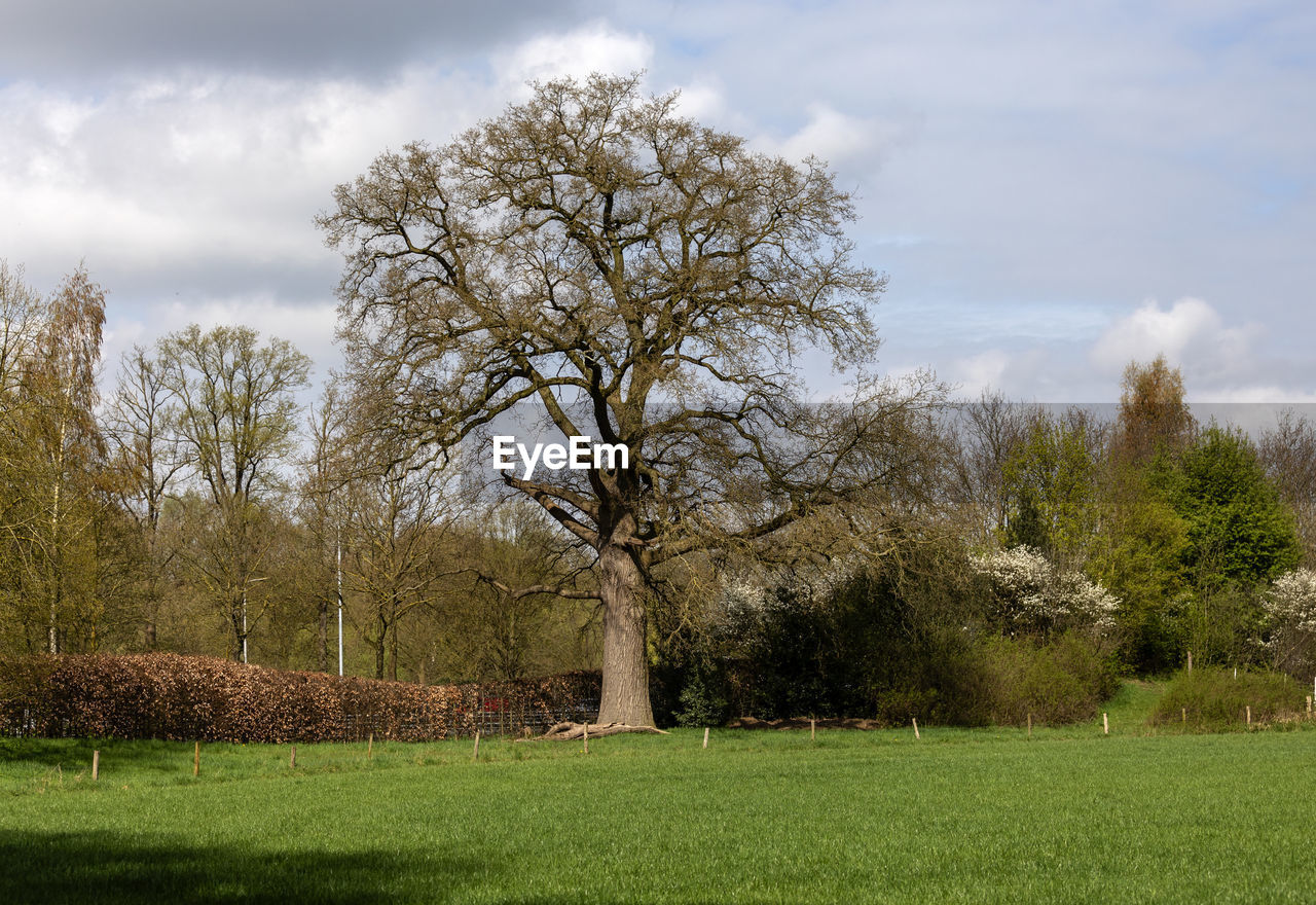 VIEW OF TREES ON FIELD AGAINST SKY