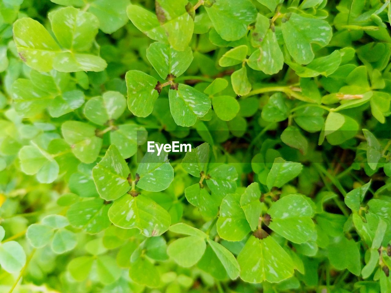 green, plant part, leaf, plant, nature, growth, backgrounds, full frame, beauty in nature, freshness, herb, no people, close-up, food and drink, day, flower, outdoors, water, shrub, food, produce, land, drop, wet, lush foliage, groundcover, foliage, field, botany, healthy eating, summer, high angle view
