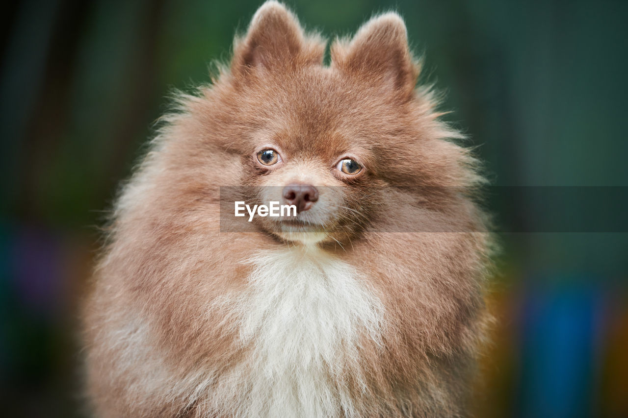 Pomeranian spitz dog in garden, close up face portrait. cute pomeranian puppy spitz pom dog