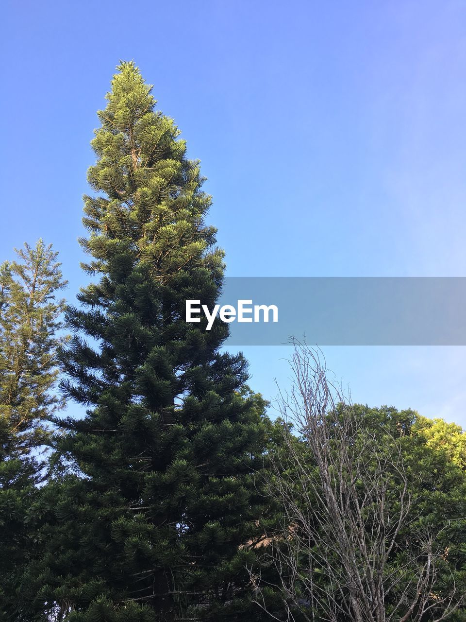 LOW ANGLE VIEW OF PINE TREE AGAINST CLEAR SKY