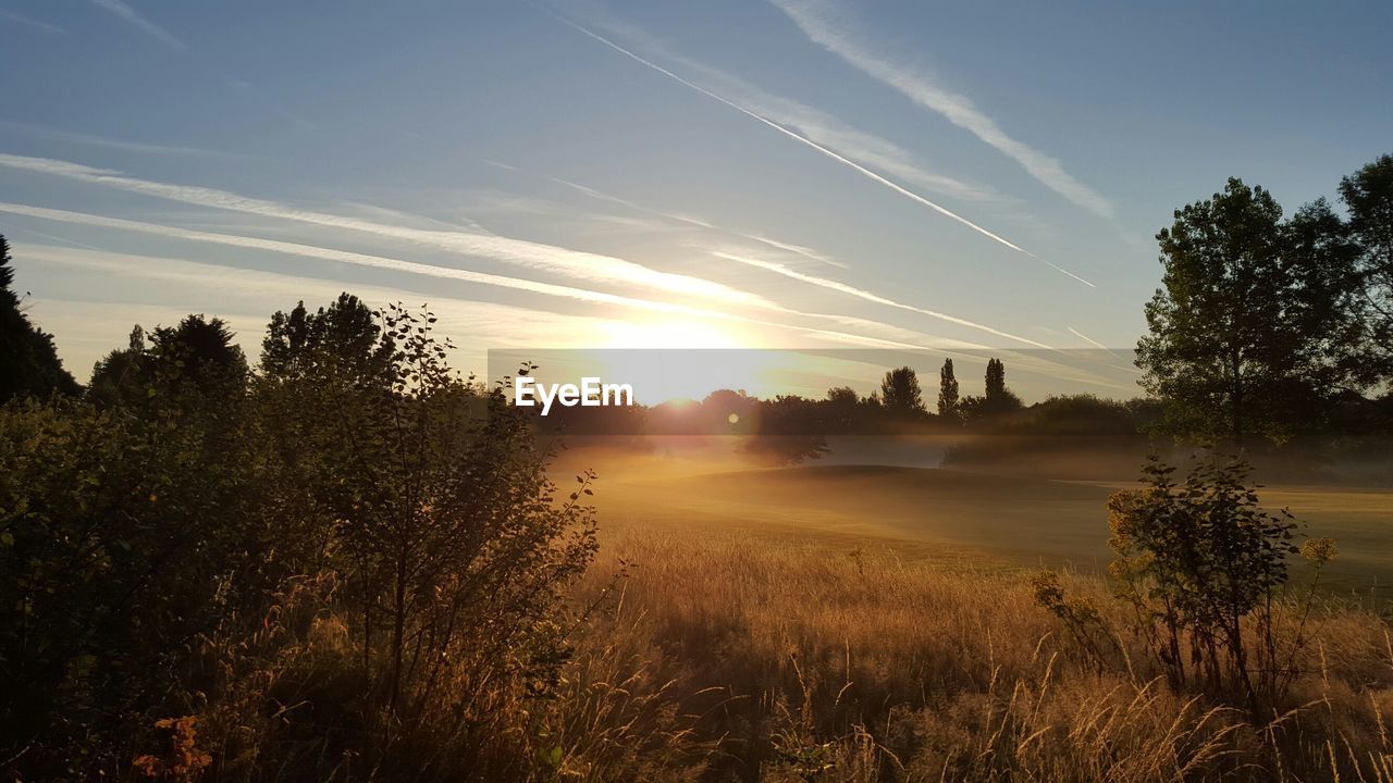 Trees and plants growing on field against sky on sunny day