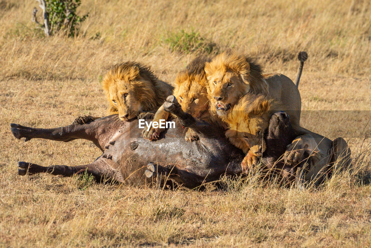 Four male lions feeding on buffalo carcase