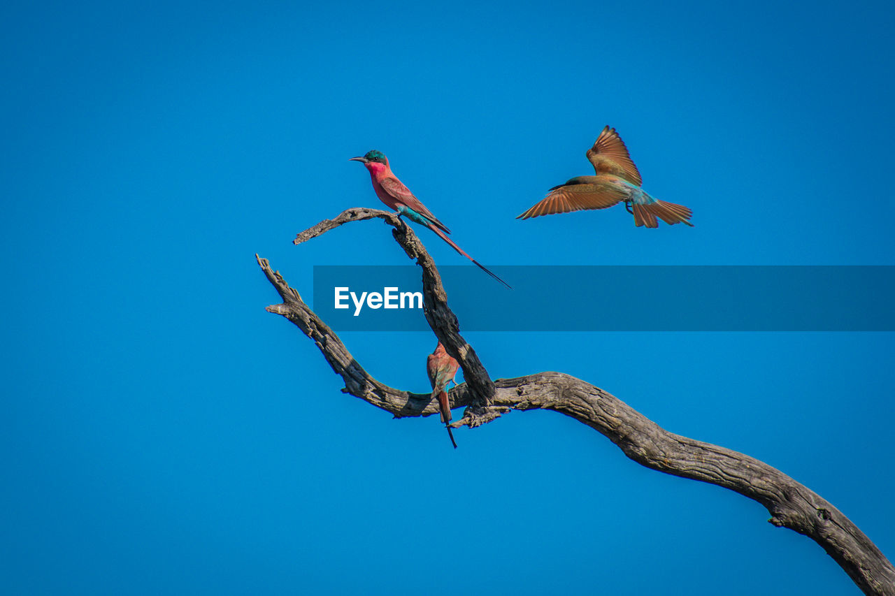 LOW ANGLE VIEW OF BIRDS FLYING AGAINST BLUE SKY