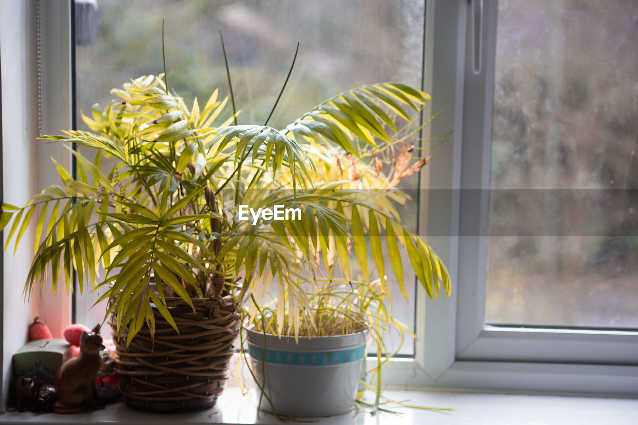 CLOSE-UP OF POTTED PLANT ON WINDOW SILL
