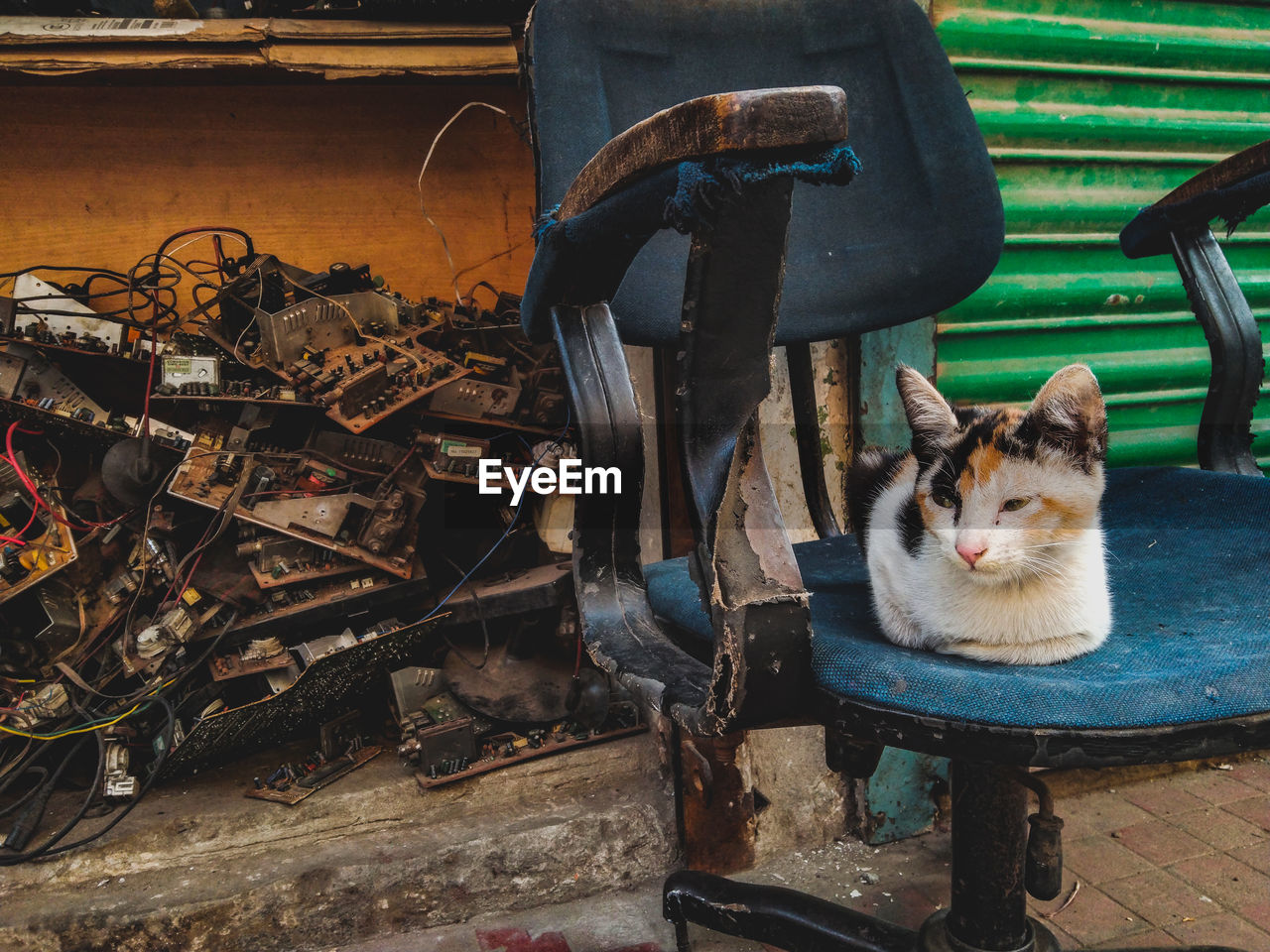 Close-up of urban cat