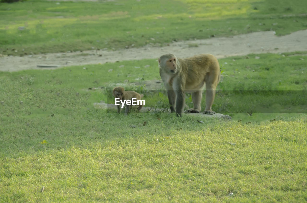 Selective focus on mother monkey feeding milk to her baby in the park.