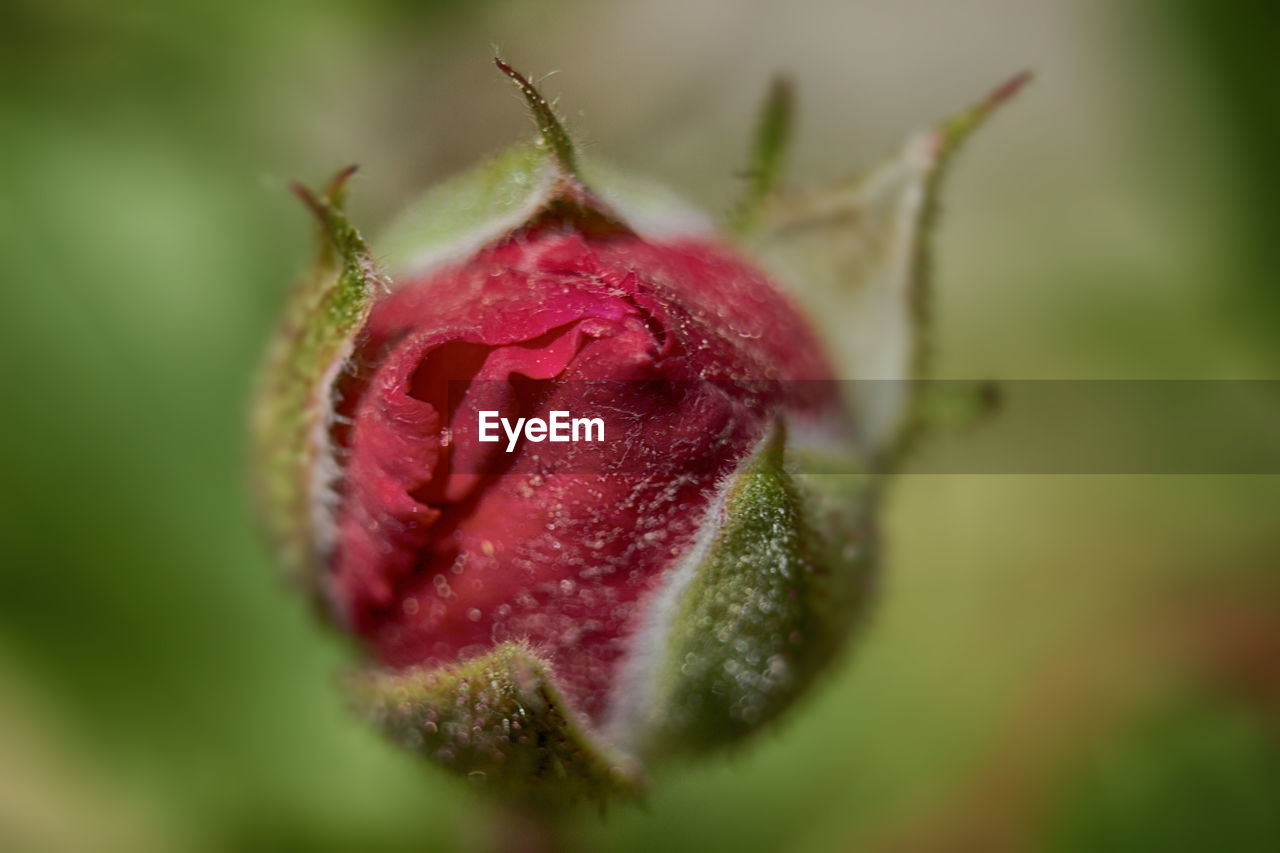 Macro Red Rose Bud Macro Photography Beauty In On Eyeem