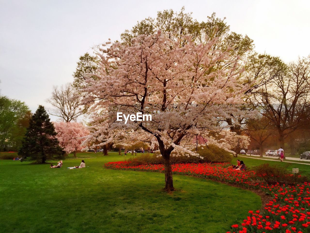 Cherry tree in park