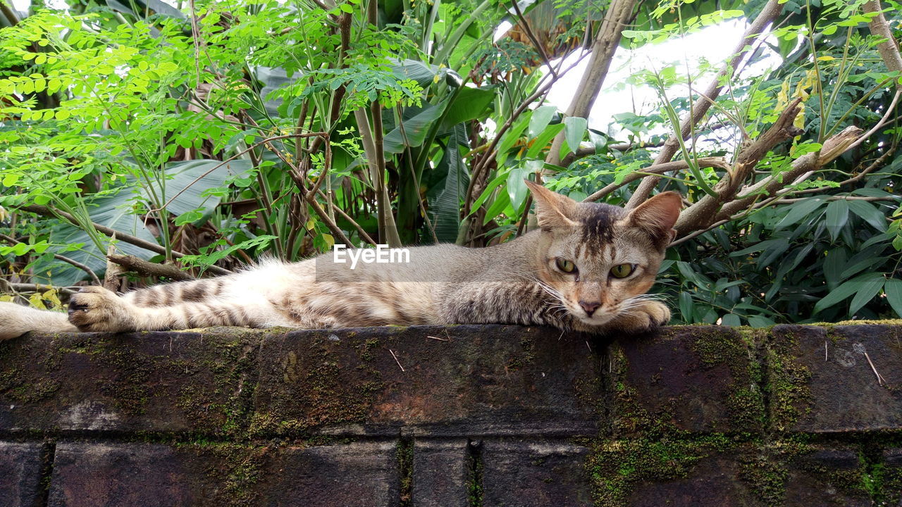 Portrait of cat lying by plants