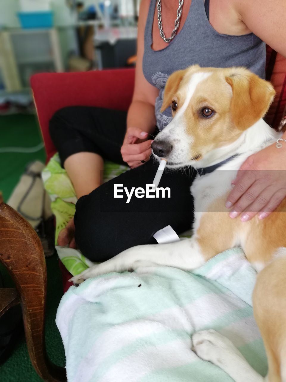 MIDSECTION OF DOG HOLDING WHILE RELAXING AT HOME