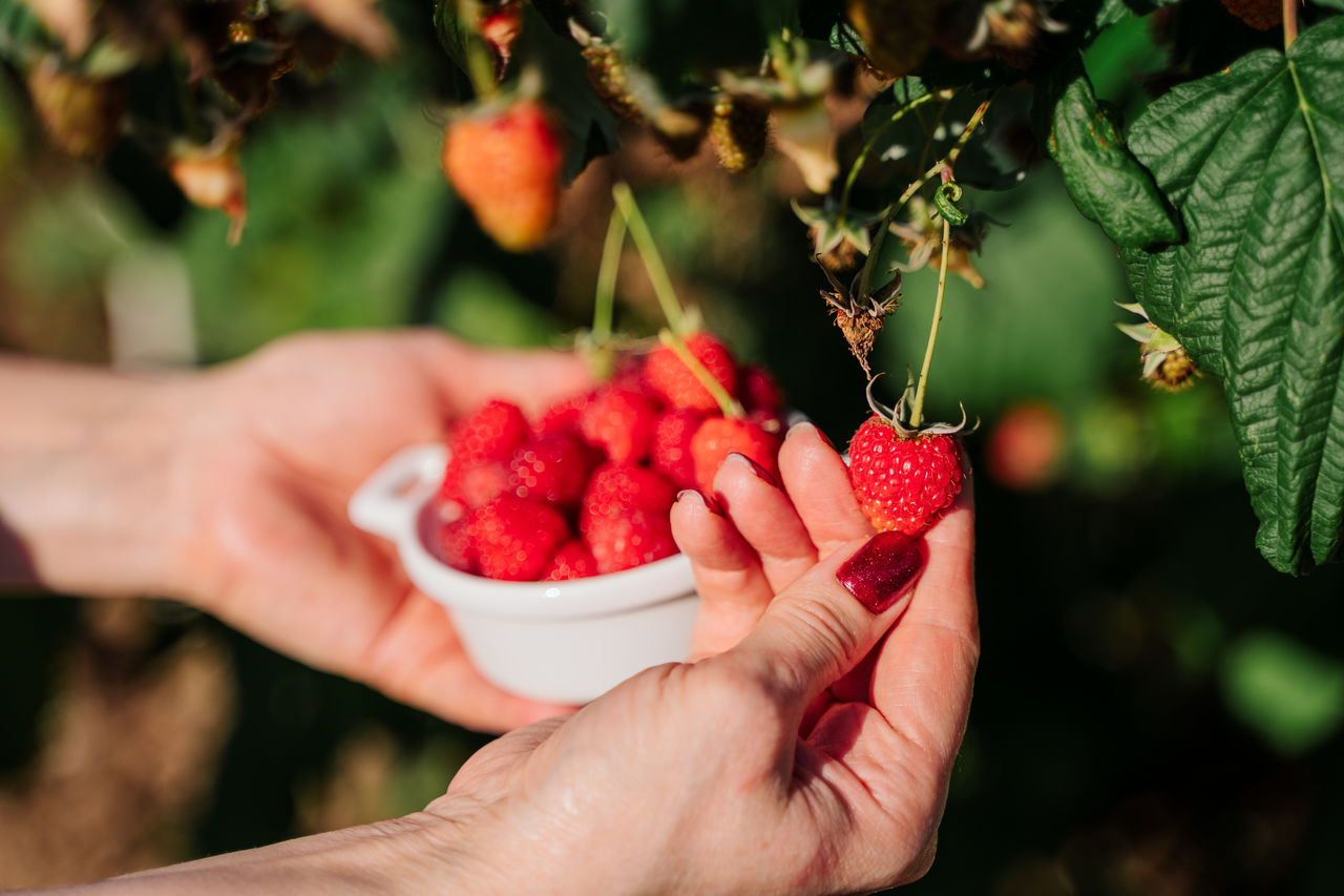 Hand woman holds white bowl full of raspberries. vitamin charge, harvest. proper nutrition. 