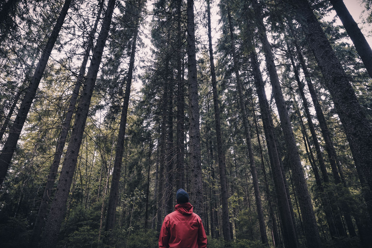 Rear View Of Man Standing Amidst Trees In Forest On Eyeem