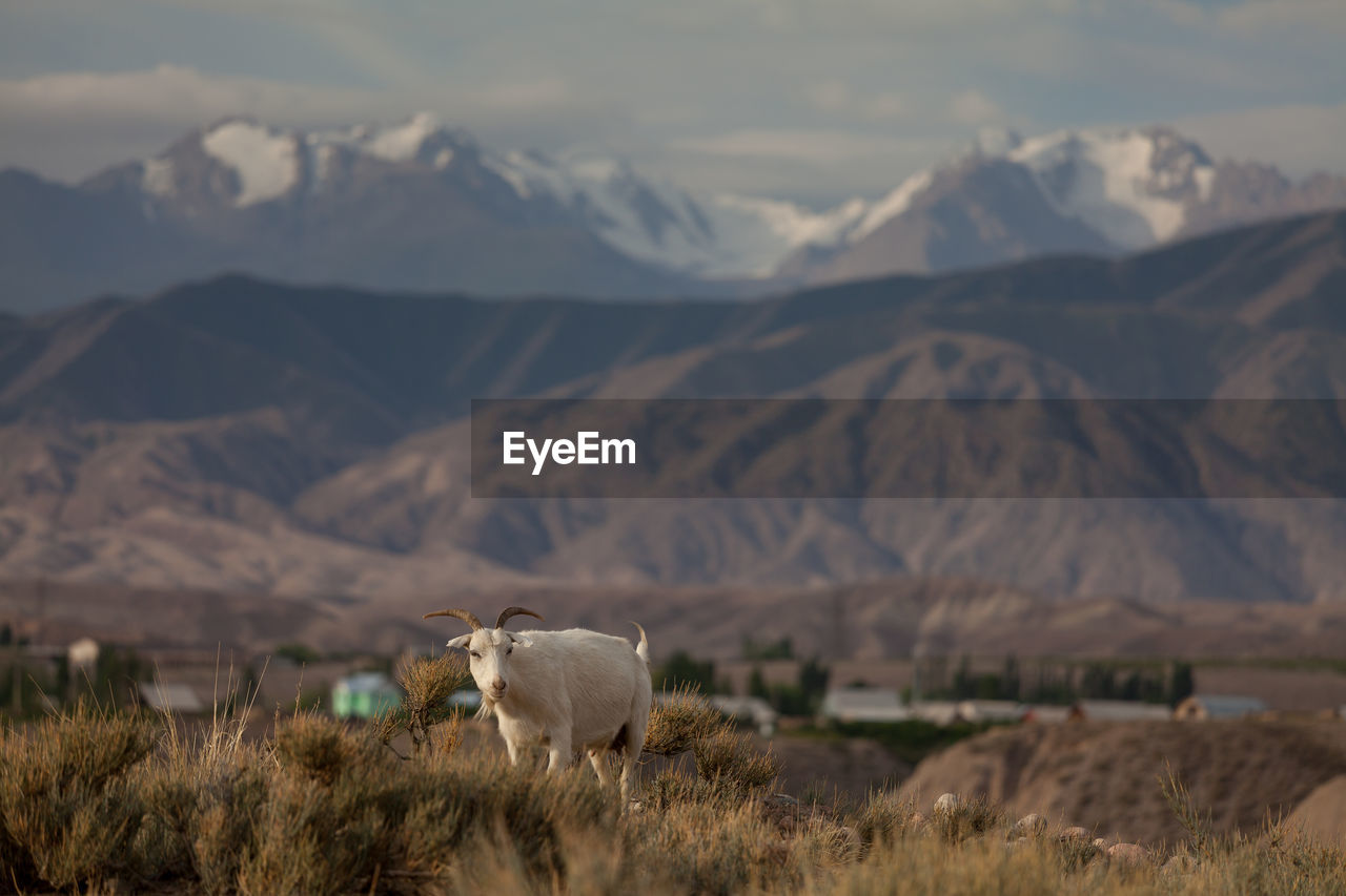 Goat on landscape against mountains