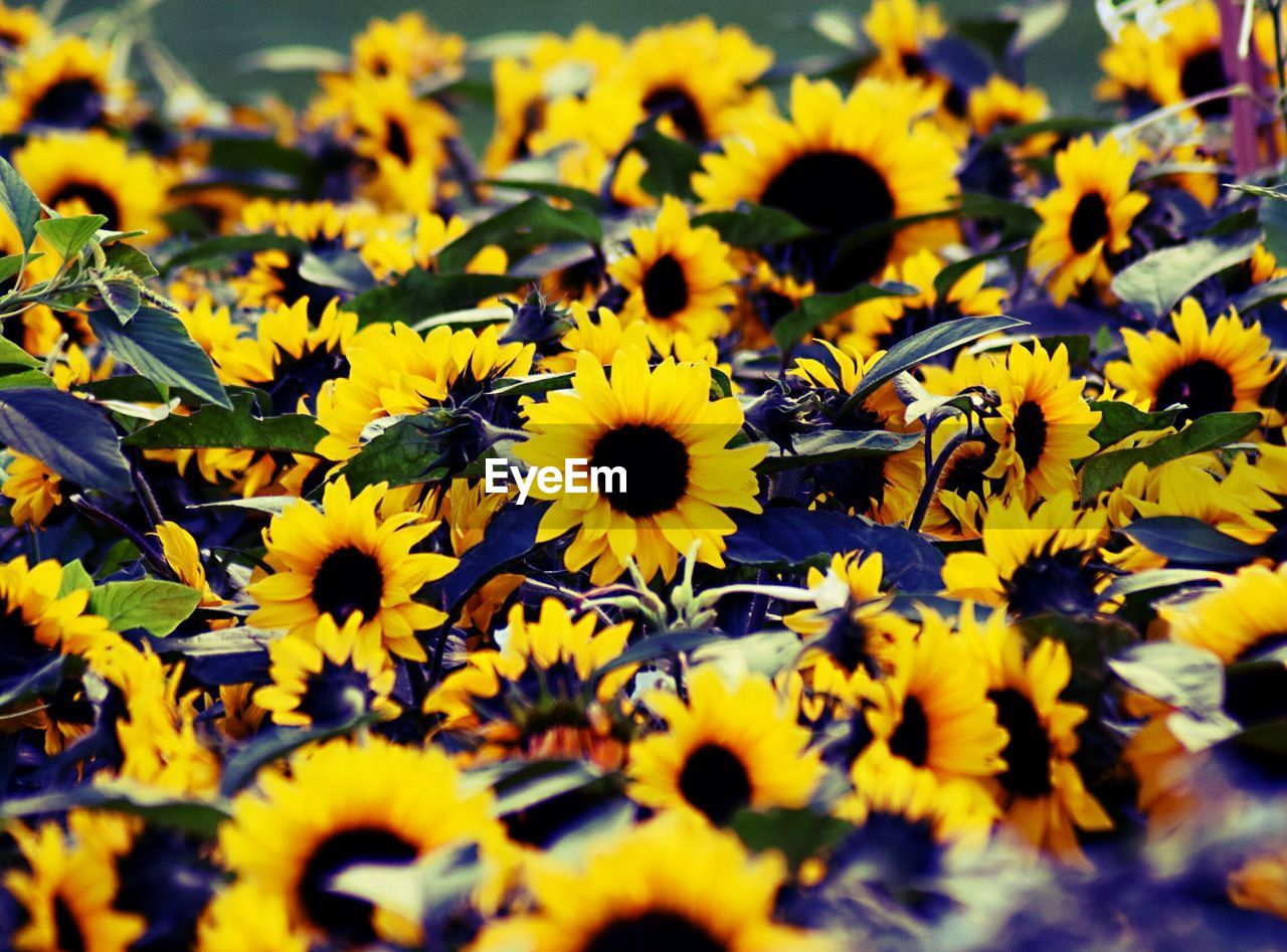 Close-up of sunflowers in field