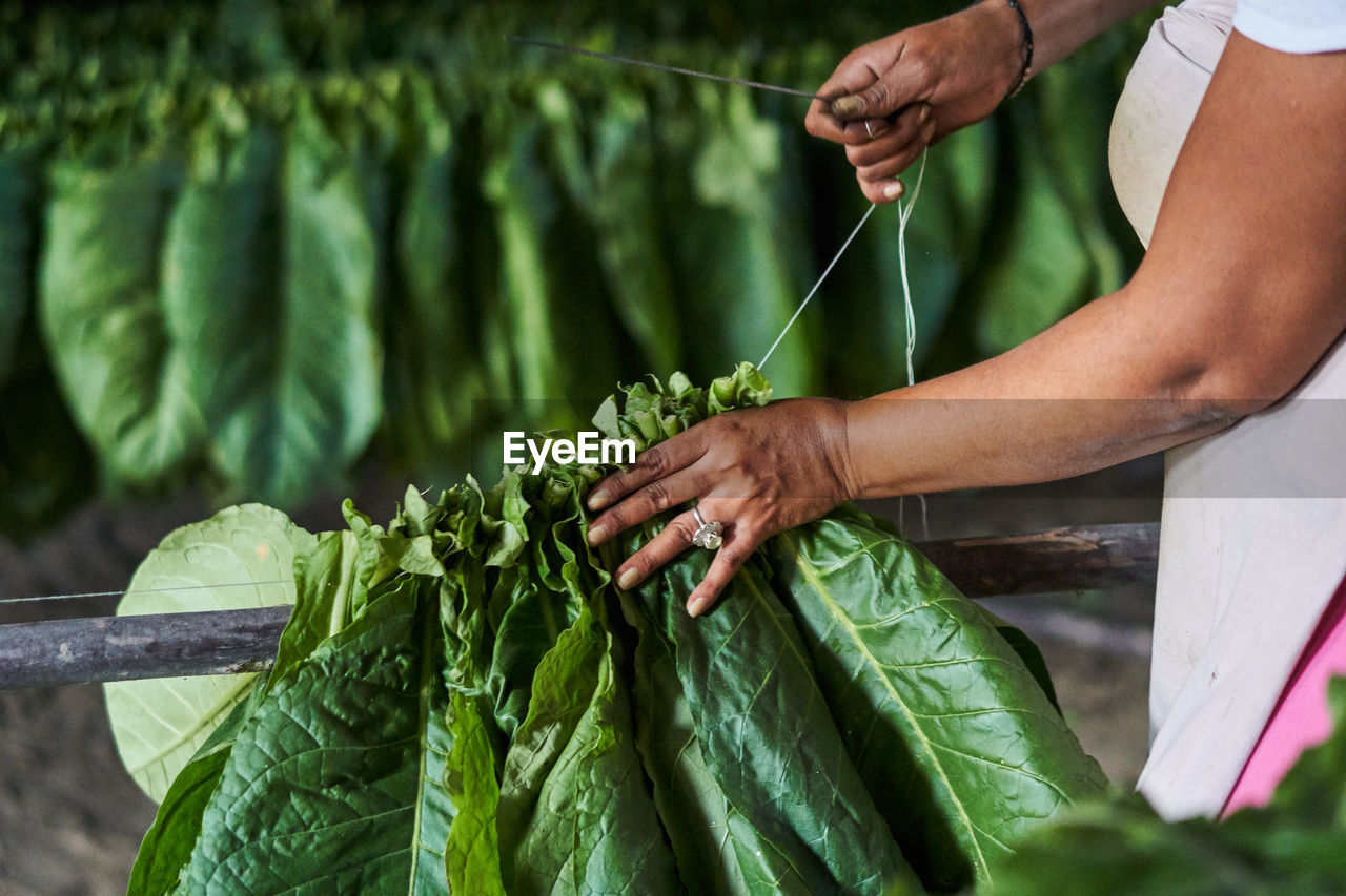 Midsection of woman sewing leaf vegetables at farm