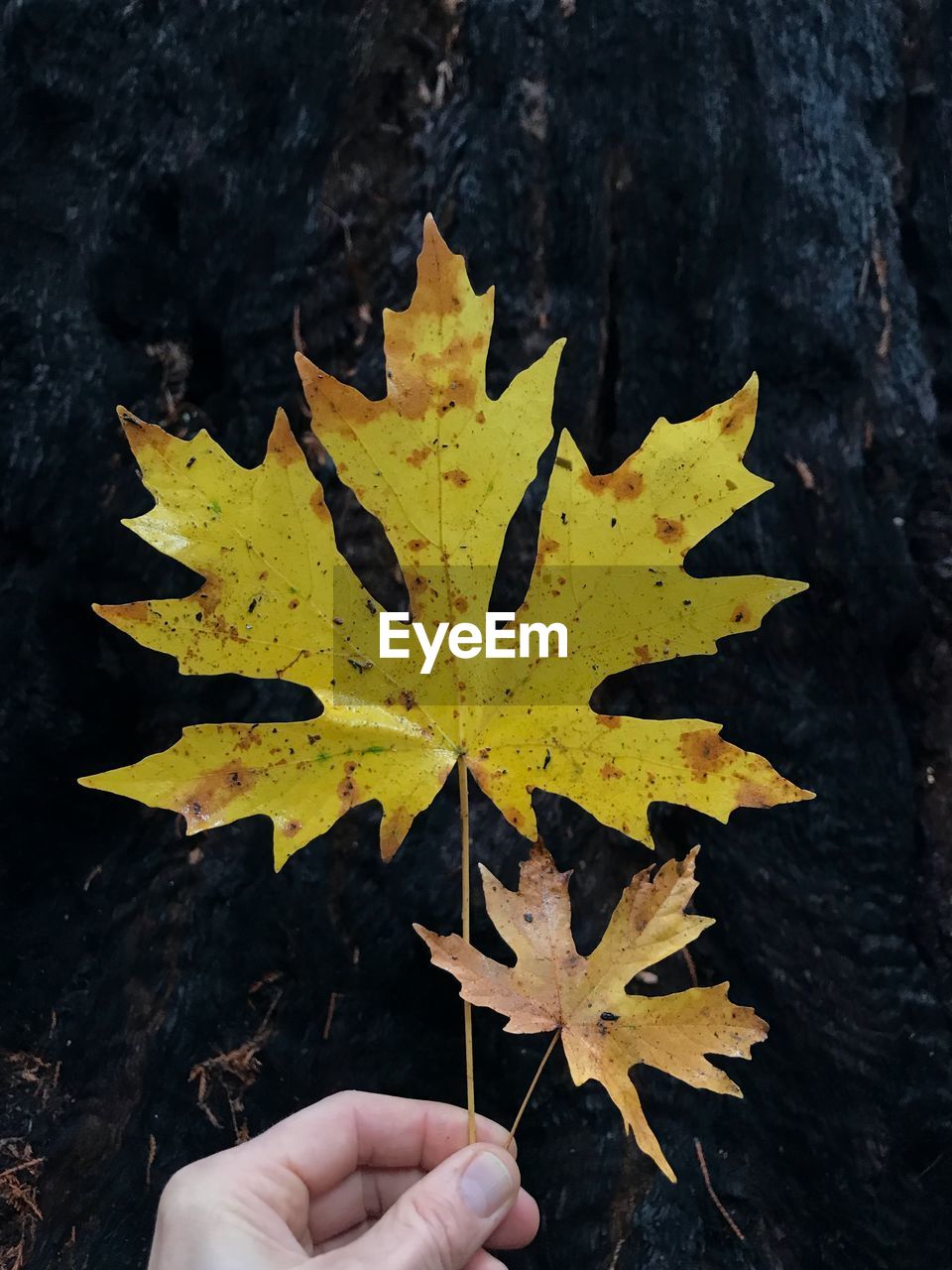 Close-up of person hand holding maple leaves by tree trunk during autumn