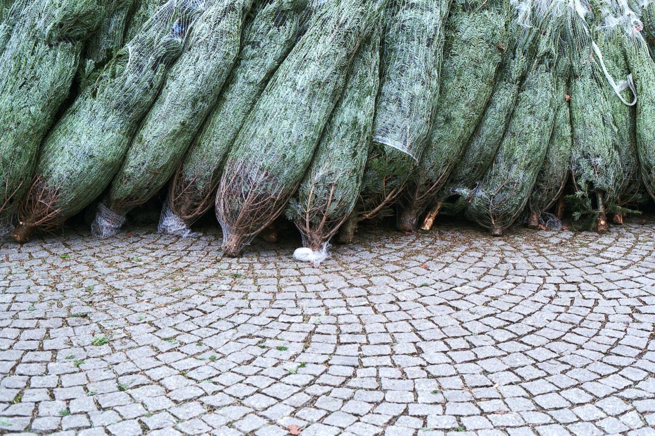 High angle view of christmas trees at street market
