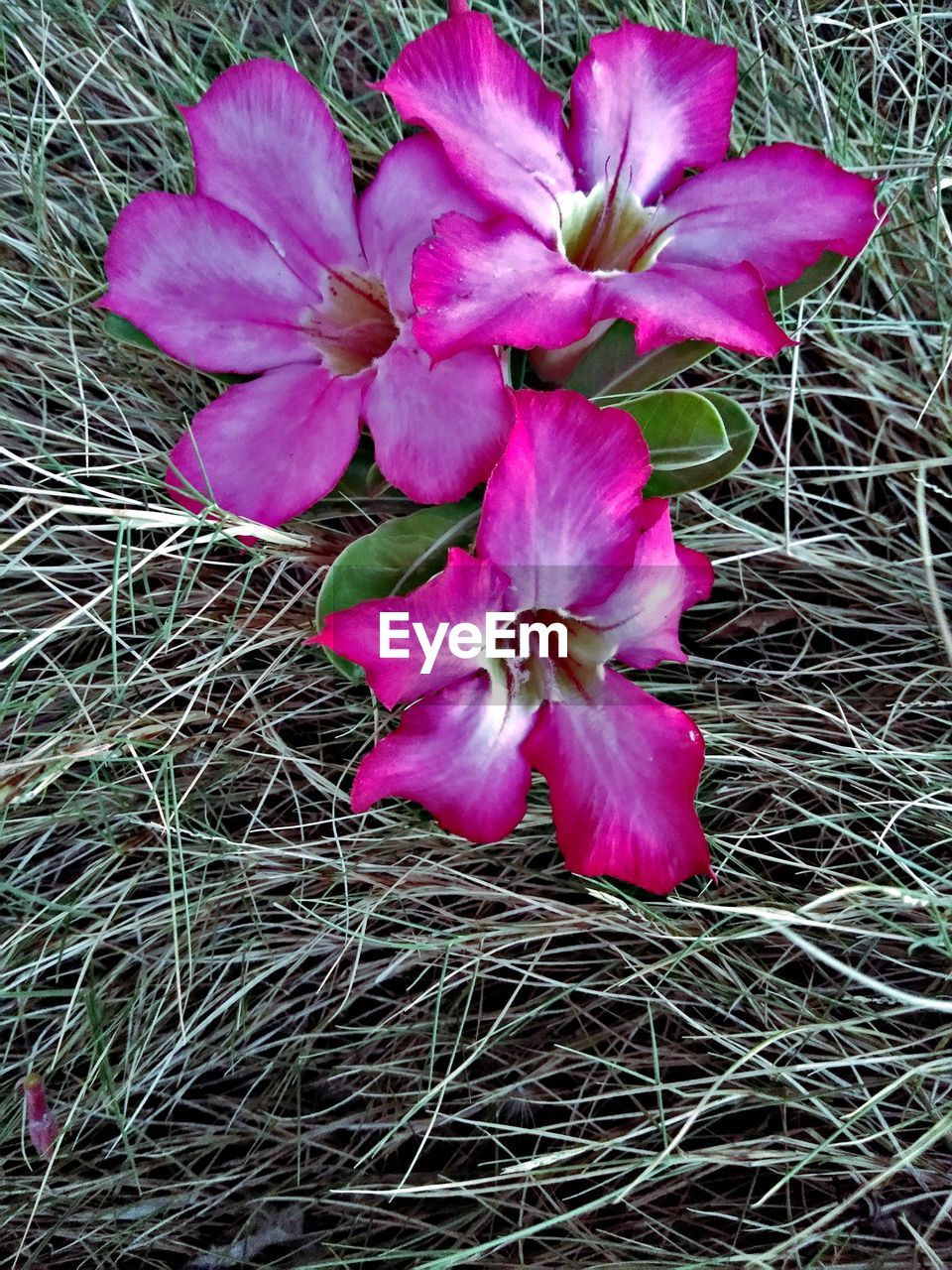 HIGH ANGLE VIEW OF PINK FLOWER ON FIELD